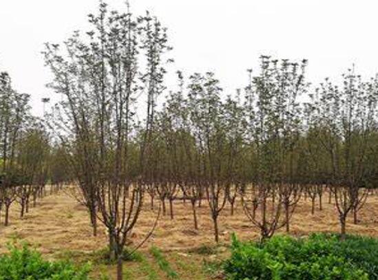 湖南花木基地哪個(gè)苗圃基地的綠化苗木規(guī)?；揖G化苗木標(biāo)準(zhǔn)化！