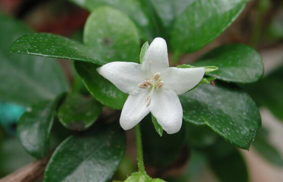 茶在植物學(xué)分類屬于什么科什么屬？