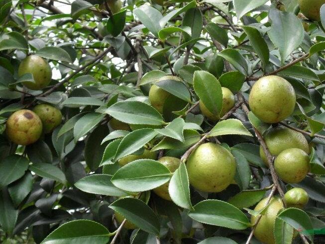 茶油包的野果(野生油茶果)