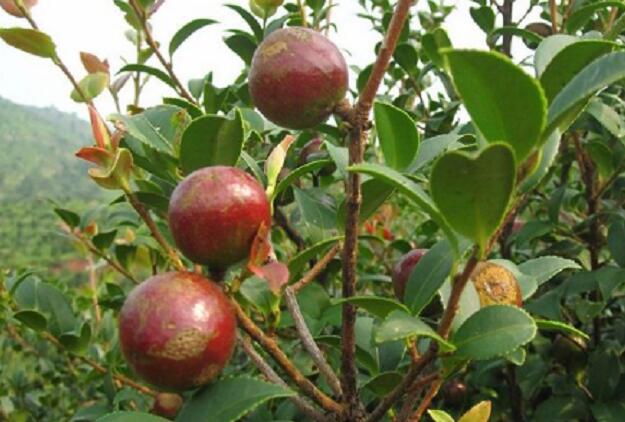 茶油包的野果(野生油茶果)