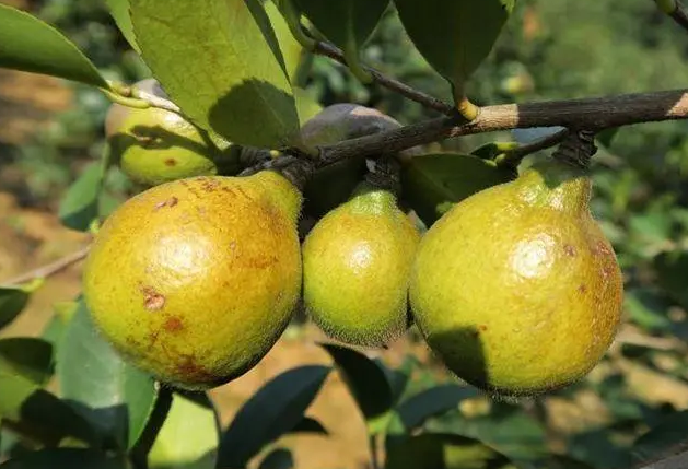 重慶特產(chǎn)茶油(重慶山茶油)