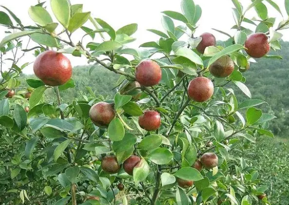 山茶油品牌前十名(山茶油排名前十位著名品牌)