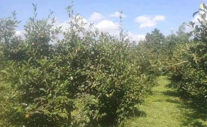 成品山茶油代工哪家好(全國山茶油加工廠排名)