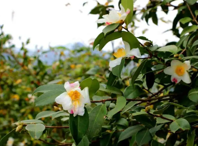 白花油茶種植前景？