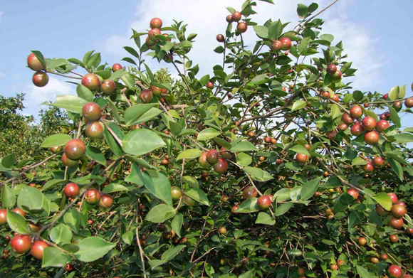 茶油樹的產量和種植管理