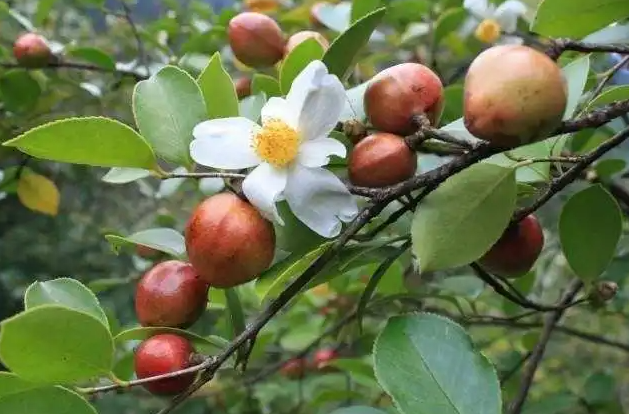 油茶 茶油(茶湯 油茶)