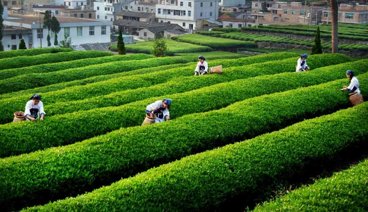 一畝茶園產(chǎn)多少斤茶葉(茶園每畝產(chǎn)多少斤)