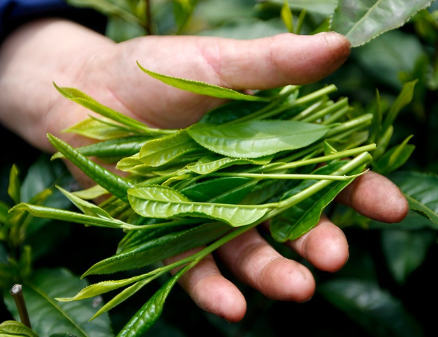 太平猴魁茶葉的特點(diǎn)(太平猴魁屬于哪種茶)