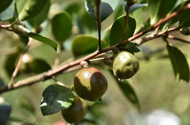 茶油樹的品種(選擇最適合您的茶油樹品種)