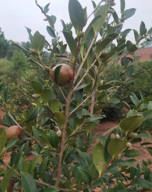 產茶油量高的茶樹品種