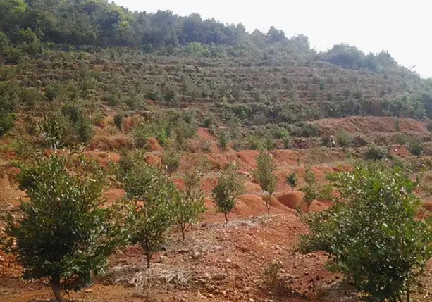 野茶油樹種植技術