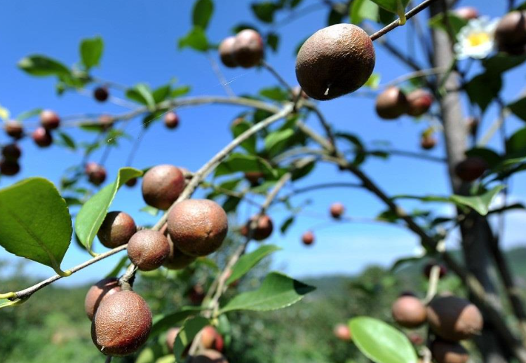 浙江最大的茶油樹品種