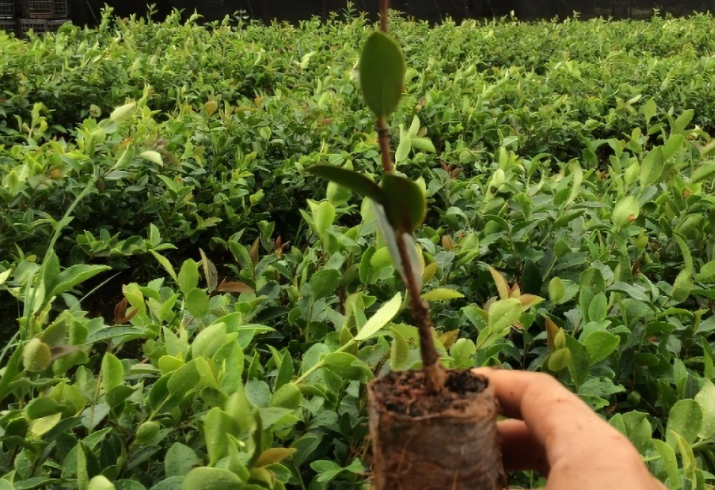 種植茶油樹(shù)的利益