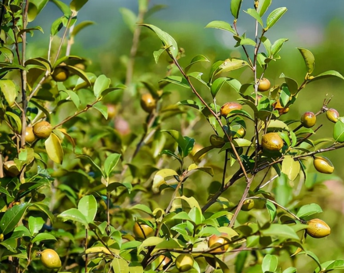 綠色茶油的種植條件