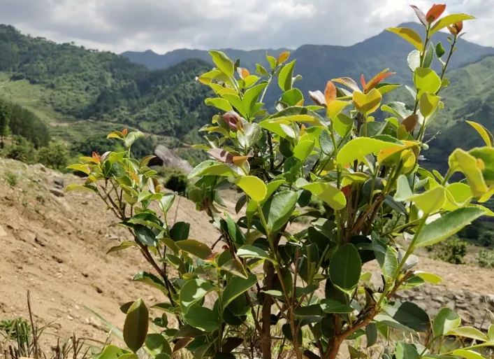 種植茶油樹(shù)的利益