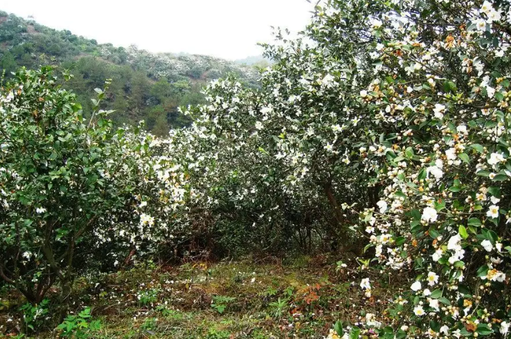 油茶生產(chǎn)基地有哪些