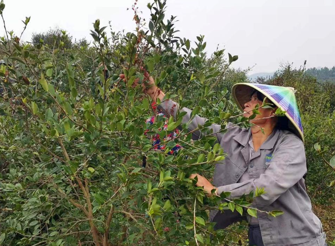 山茶油采摘方法