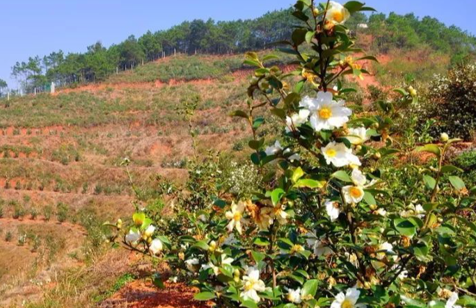 寧鄉(xiāng)茶油樹種植技術