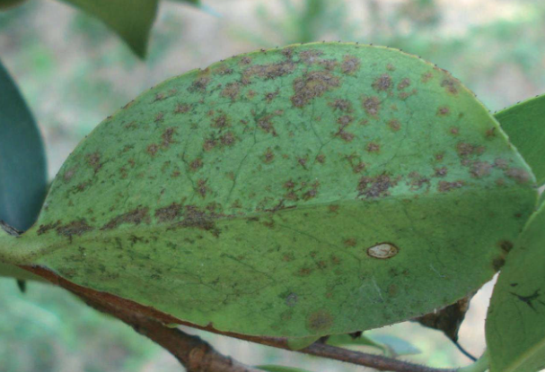 寧鄉(xiāng)茶油樹種植技術