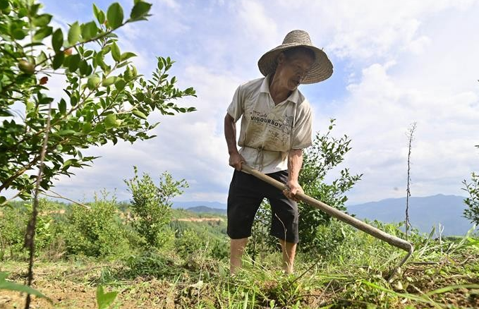 油茶種植的風(fēng)險(xiǎn)與防范措施