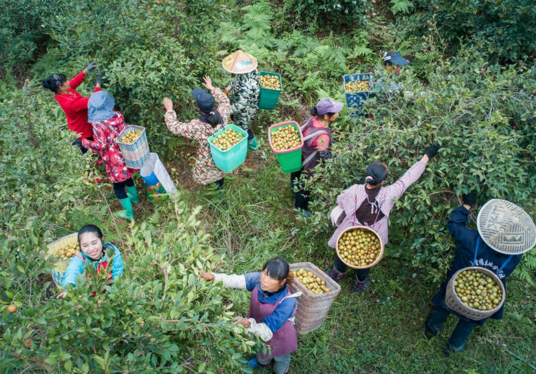 茶油的收獲及烹飪應(yīng)用