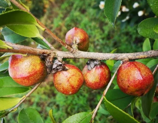 走進(jìn)茶油