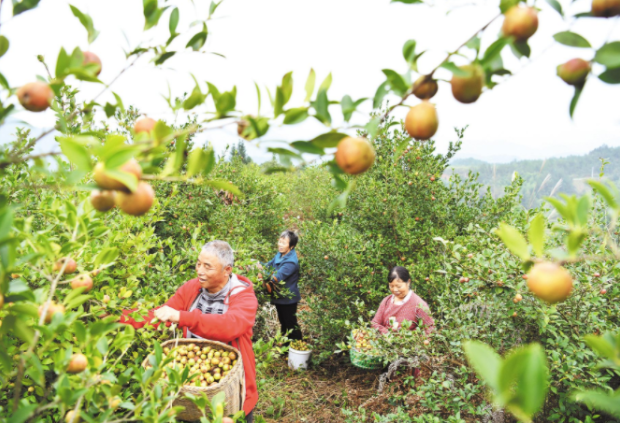 中國有一種“山茶油”，驚艷了全世界！