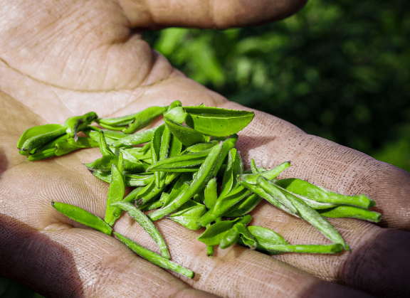 江蘇鎮(zhèn)江丹徒上黨鎮(zhèn)：近日茶園綠意濃，茶葉采摘忙