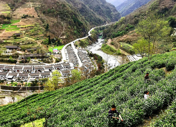 陽壩鎮(zhèn)茶葉采摘加工體驗(yàn)基地正式開放啦！